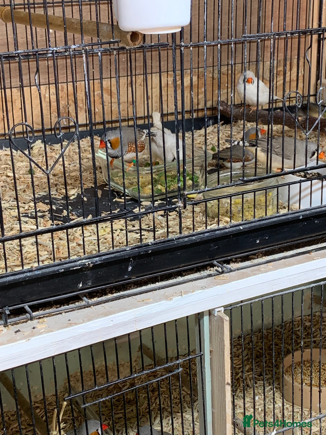 Finches birds for sale: Zebra finches male and female,male diamond dove - Image 6