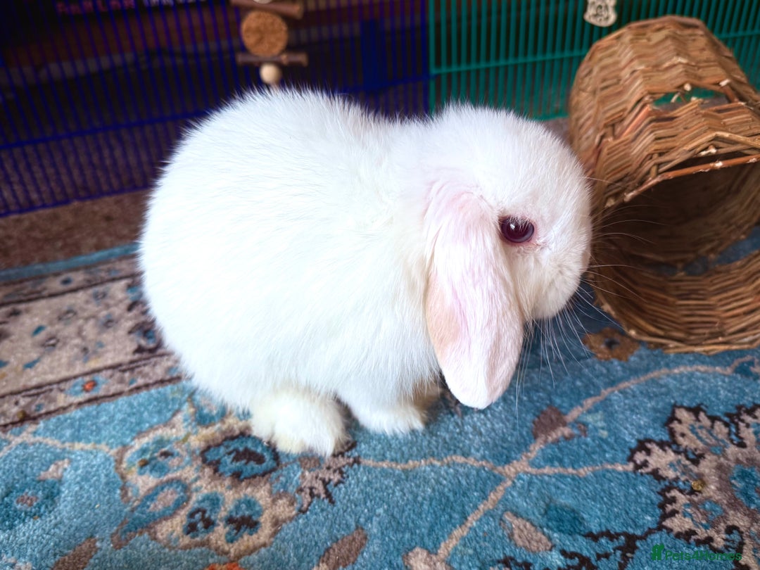 Mini Lop rabbits for sale: Mini lop babies - Image 22