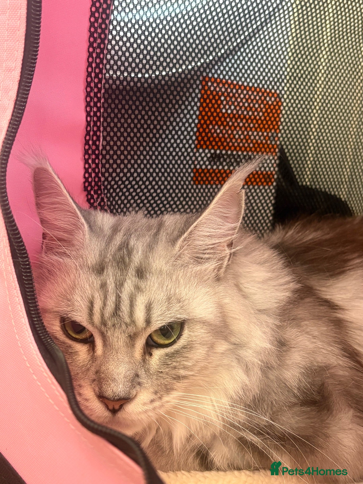 Maine Coon cats Pedigree Maine coon female - Advert 5