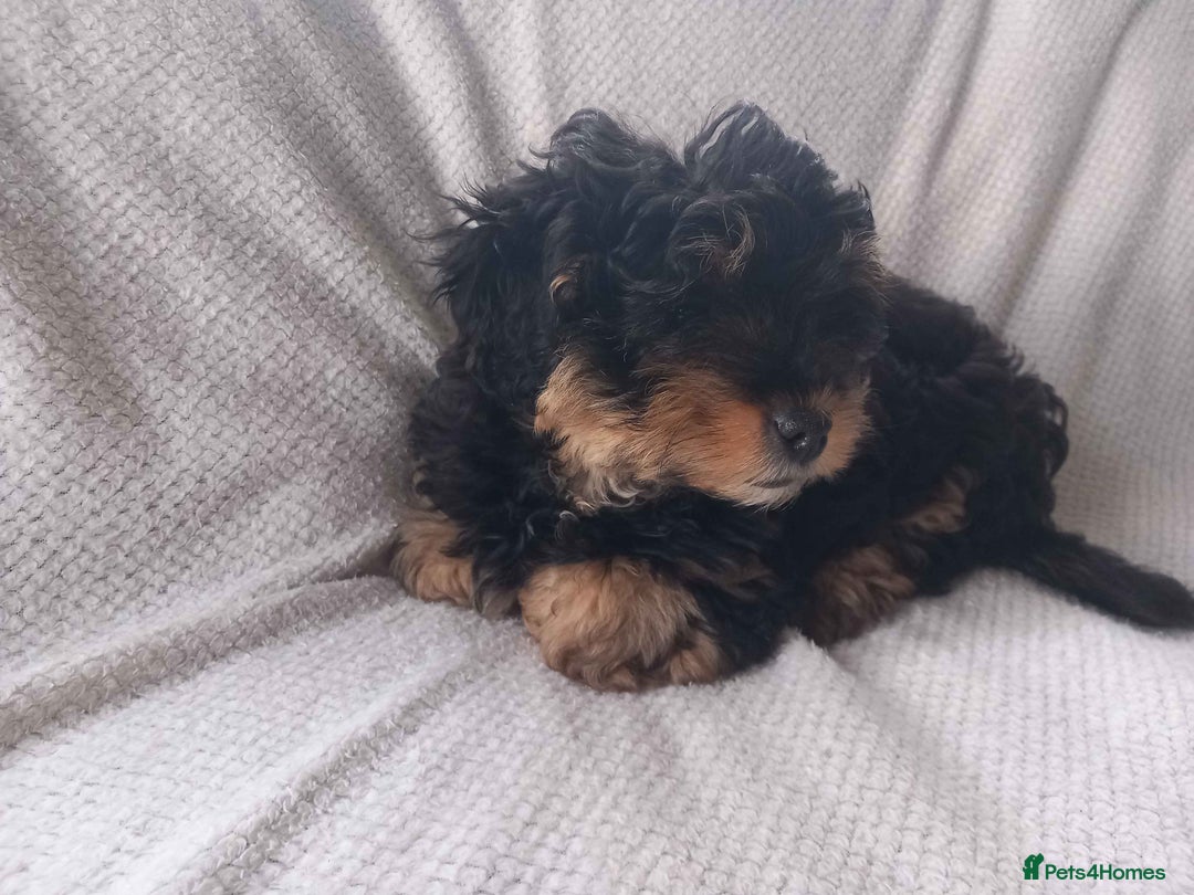 Shihpoo dogs for sale: Teddy Bear Shih Poo Girl – Super Fluffy  - Advert 4