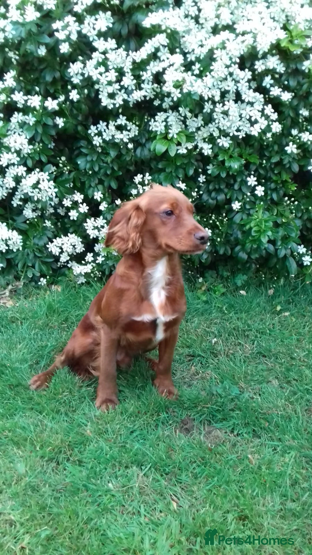 Cocker Spaniel dogs for sale: Kc Reg Health tested working Cocker spaniels  - Advert 4