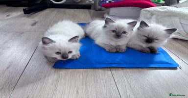 Ragdoll cats - Advert 13