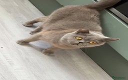 British Shorthair cats for sale: ACTIVE British shorthair female - Image 3