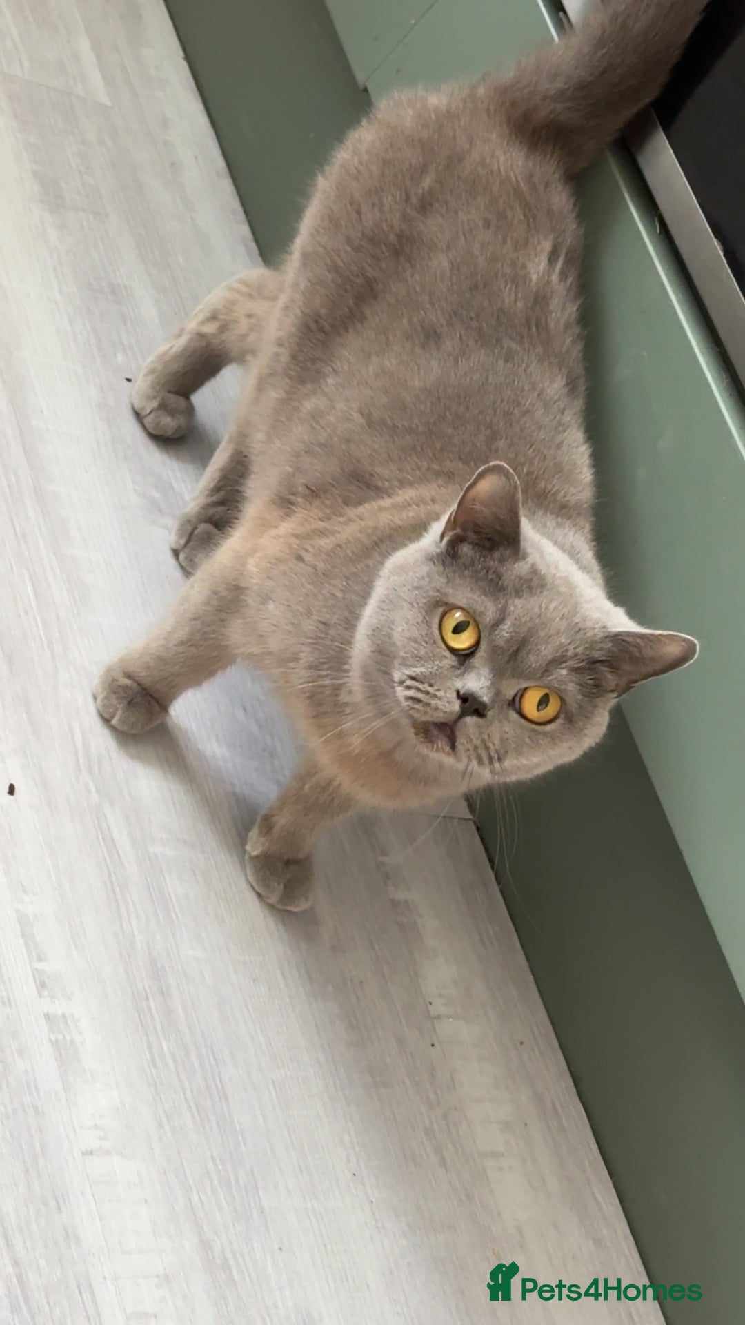 British Shorthair cats for sale: ACTIVE British shorthair female - Image 3