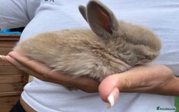 Mini Lop rabbits for sale: Stunning Mini Lop Bunnies in Tunbridge Wells - Image 14