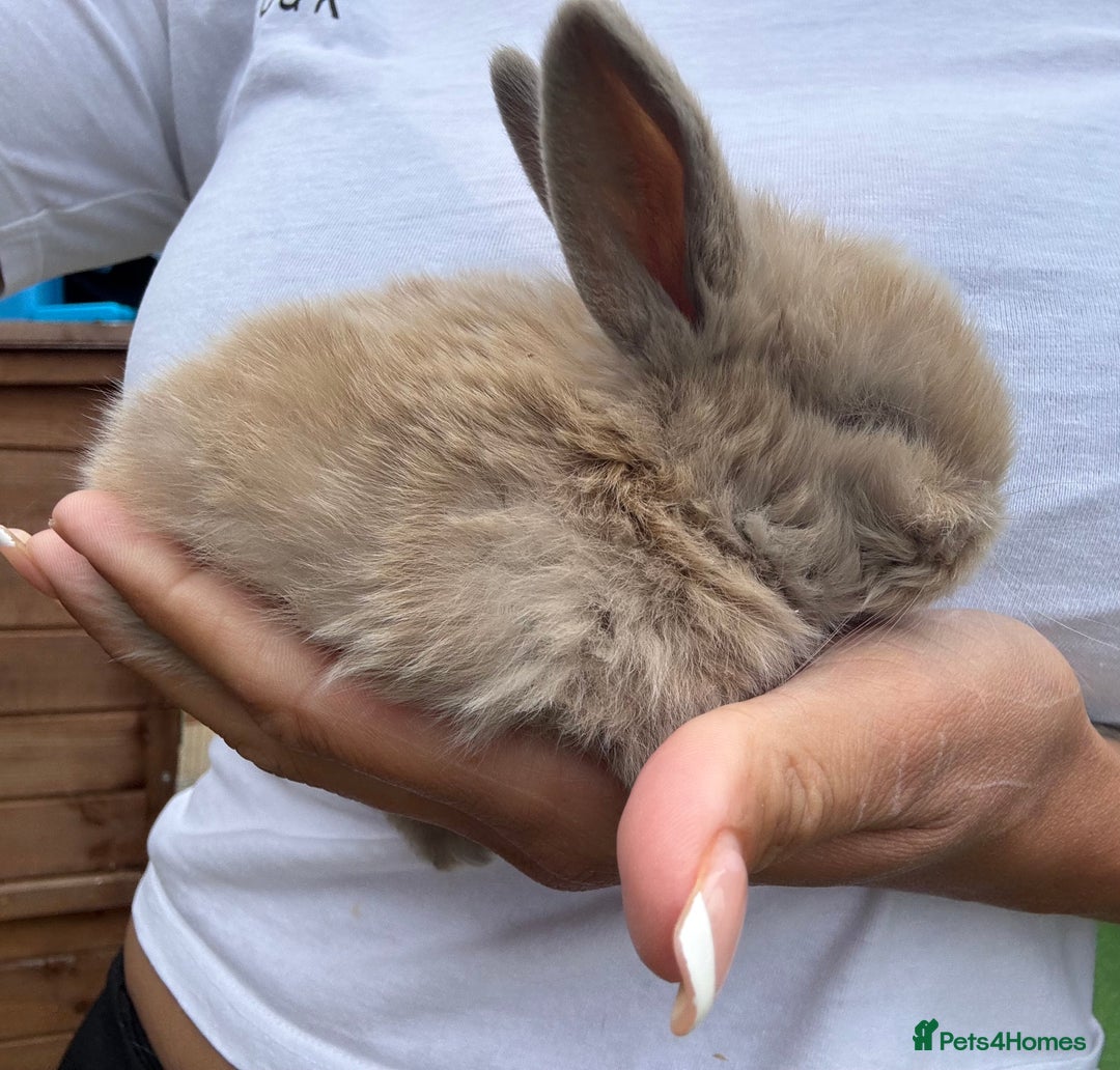 Mini Lop rabbits for sale: Stunning Mini Lop Bunnies in Tunbridge Wells - Image 14