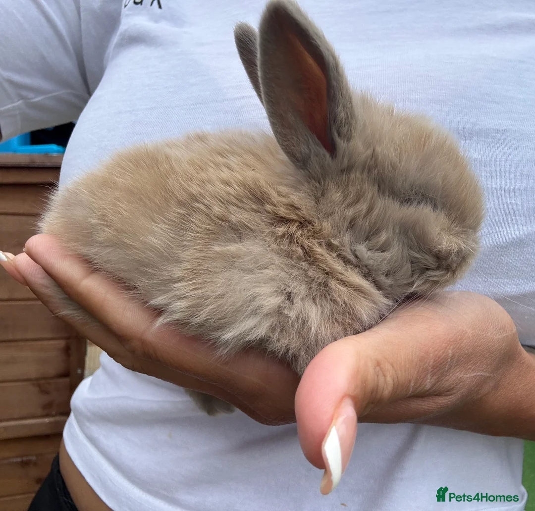 Mini Lop rabbits for sale: Stunning Mini Lop Bunnies in Tunbridge Wells - Advert 14