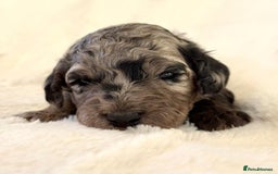 Cockapoo dogs for sale: F1b Miniature Cockapoo Pups Fully Health Tested - Advert 15