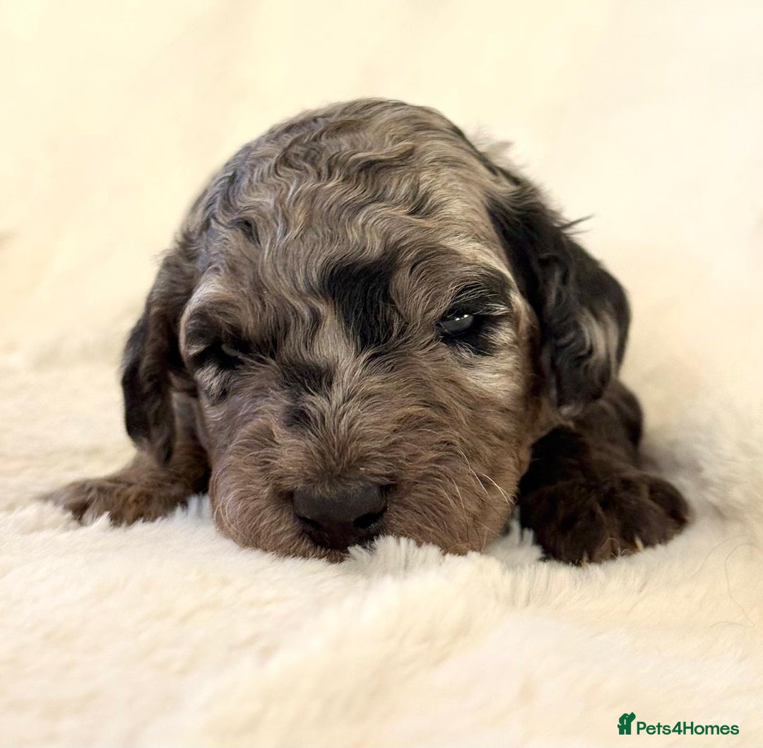 Cockapoo dogs for sale: F1b Miniature Cockapoo Pups Fully Health Tested - Advert 15