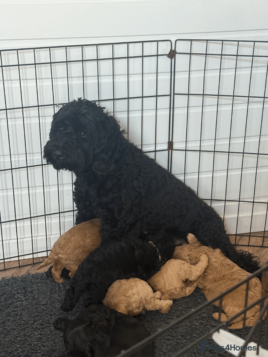 Cockapoo dogs for sale: 3 remaining! Stunning F1B Cockapoo puppies - Image 2