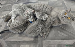 British Shorthair cats for sale: Stunning British Shorthair Kittens For Sale - Image 26