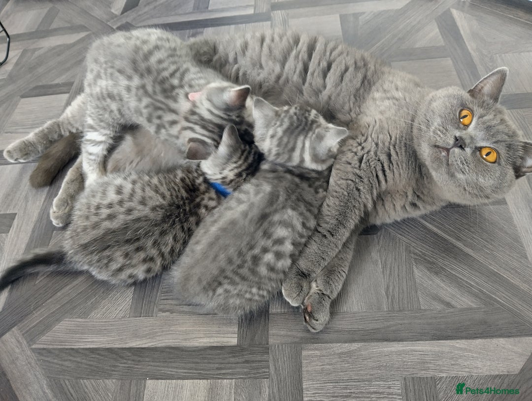 British Shorthair cats for sale: Stunning British Shorthair Kittens For Sale - Image 26