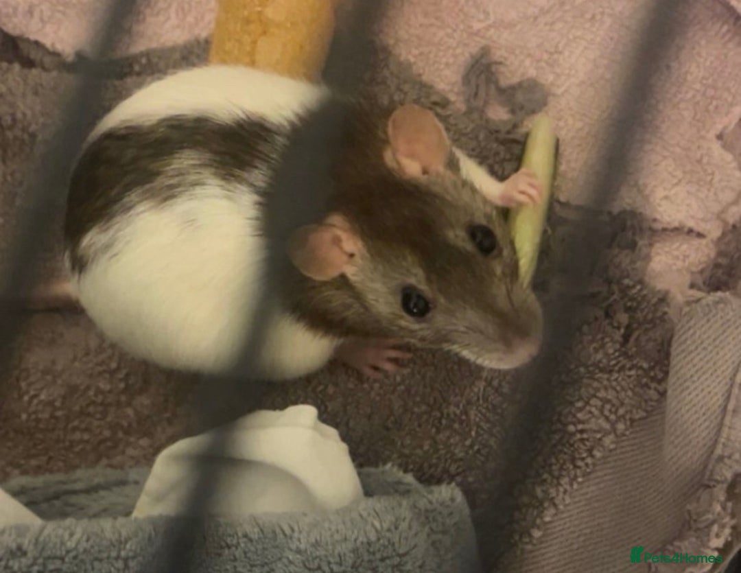 Rat rodents for sale: Female rats - Image 1