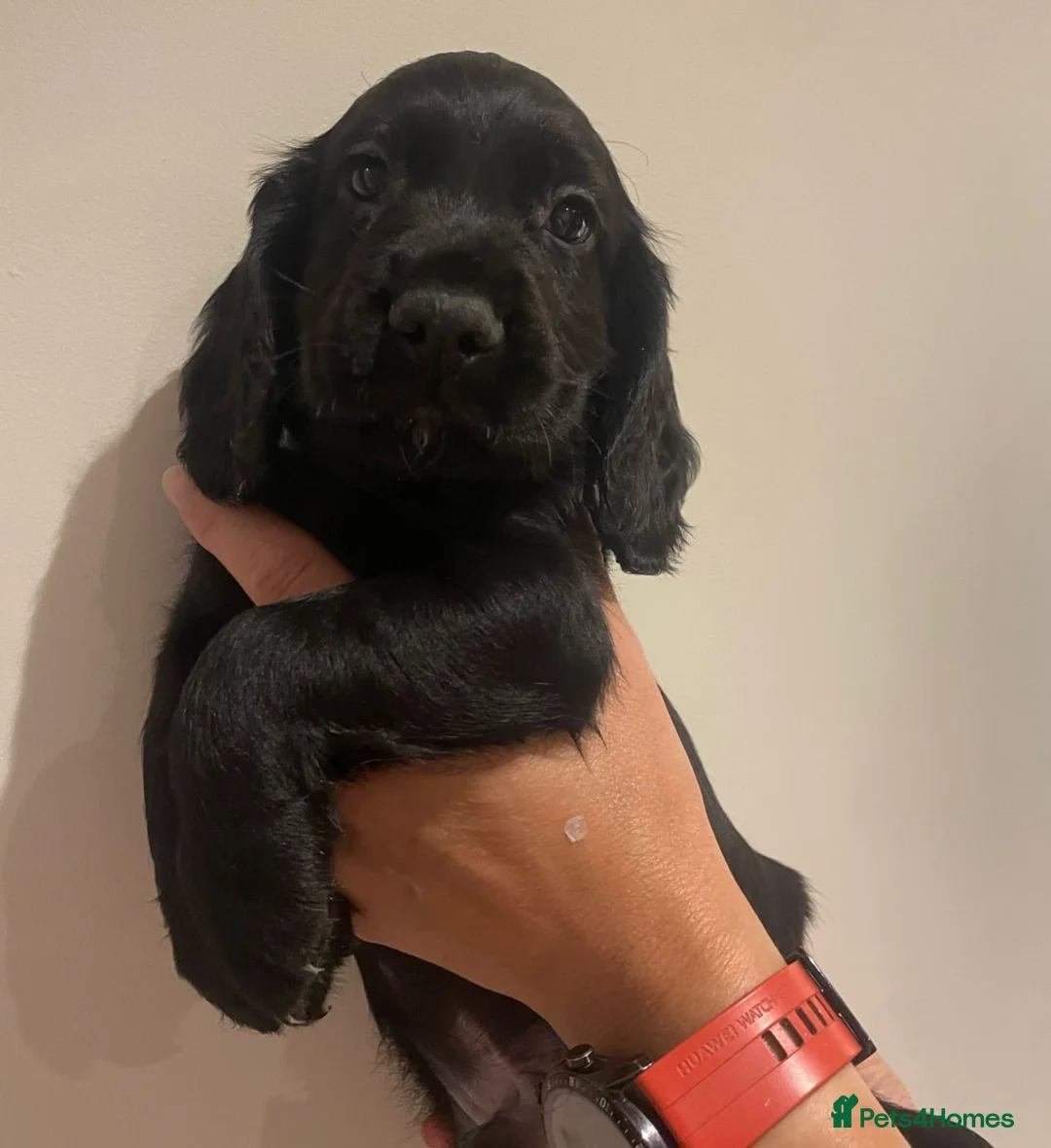 Cocker Spaniel dogs for sale: Working cocker spaniel pups  - Advert 1