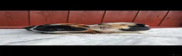 Guinea Pig rodents for sale: Teddy Brothers - Advert 2