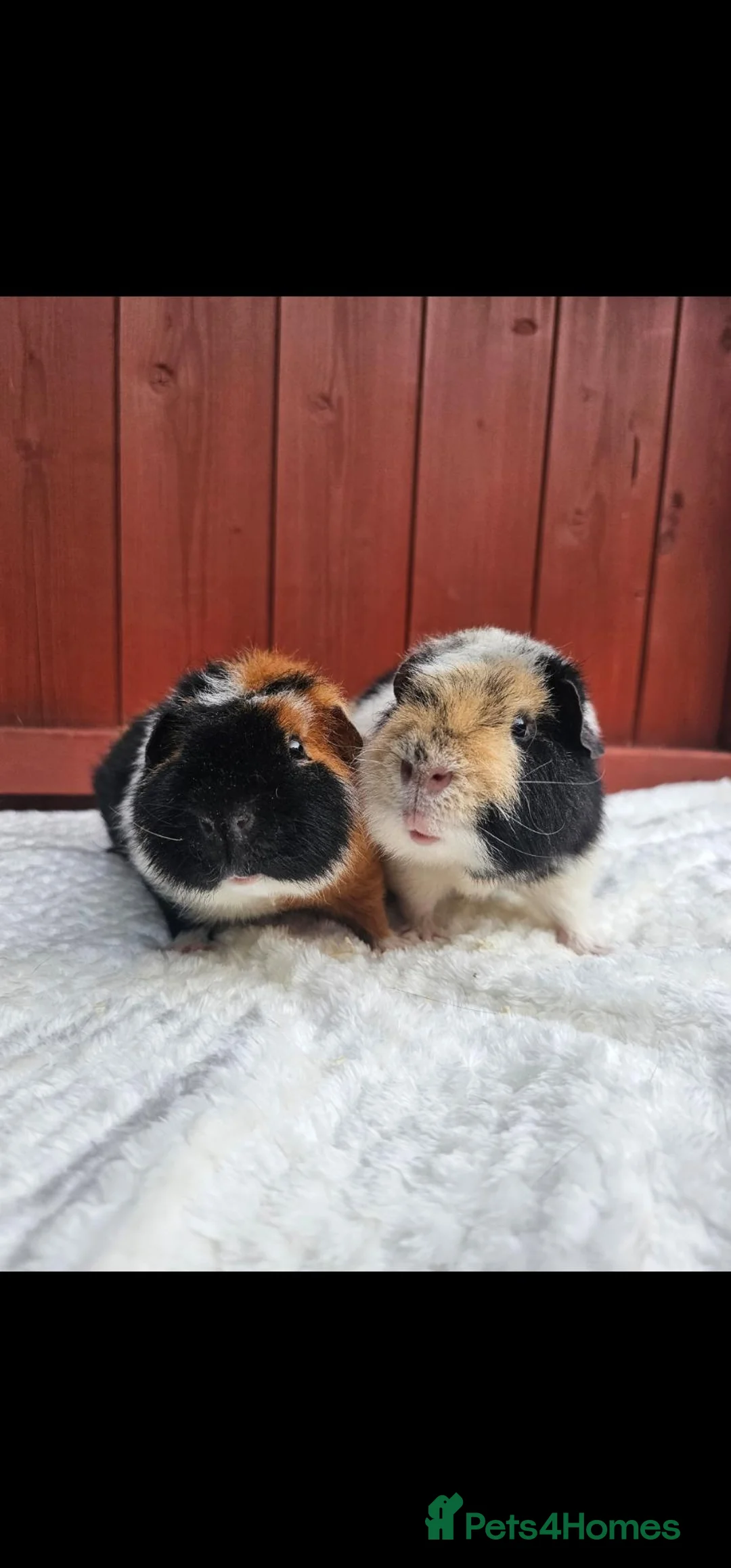 Guinea Pig rodents for sale: Teddy Brothers - Advert 2