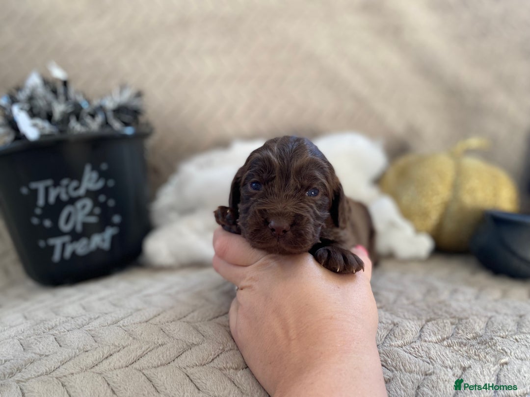 Cocker Spaniel dogs for sale: Working cocker spaniel puppies  - Image 9