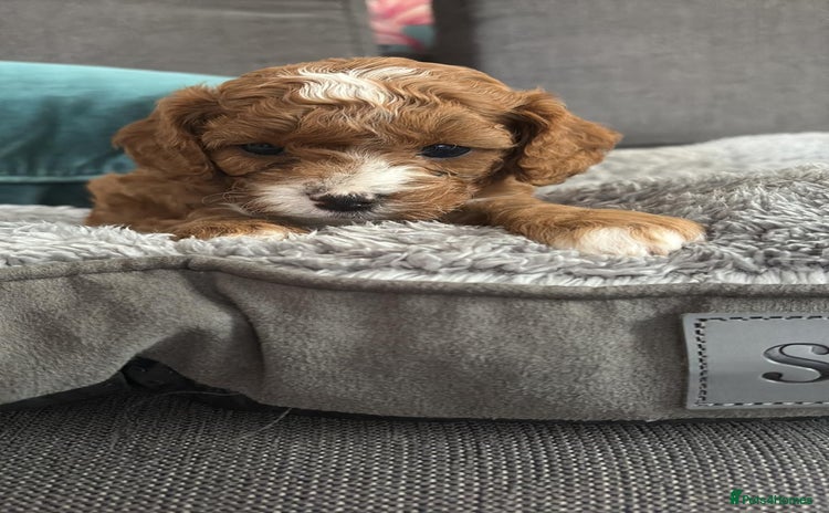 Cavapoo dogs - Advert 12