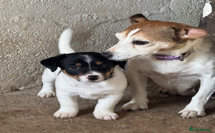 Jack Russell dogs - Advert 2
