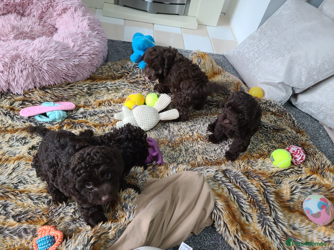 Cavapoo dogs for sale: Chocolate F1B Cavapoos. Health Tested.  - Image 7