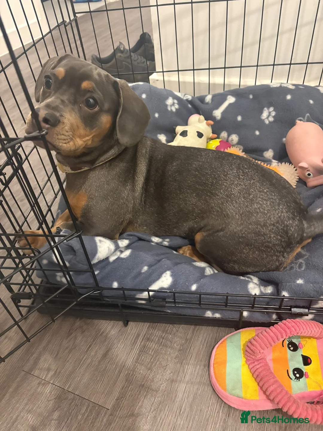 Mixed Breed dogs for sale: 6 month frenchie mixed daschund  - Advert 2