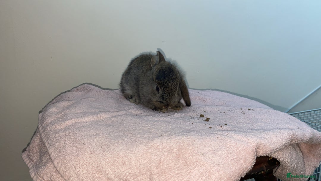 Mini Lop rabbits for sale: Mixed litter of mini lop babies for sale  - Image 11