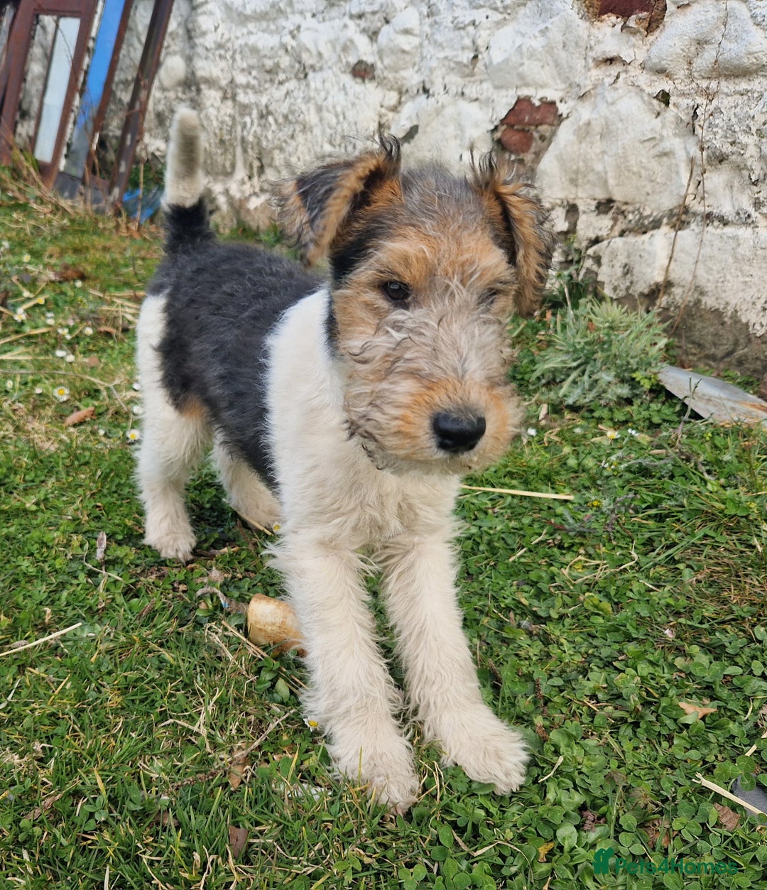 Toy Wire Fox Terrier Puppies Wire Fox Toy Fox Terrier Yorkie Mix