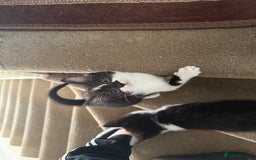 Mixed Breed cats for sale: Adorable mixed kittens - £20-50  - Image 3