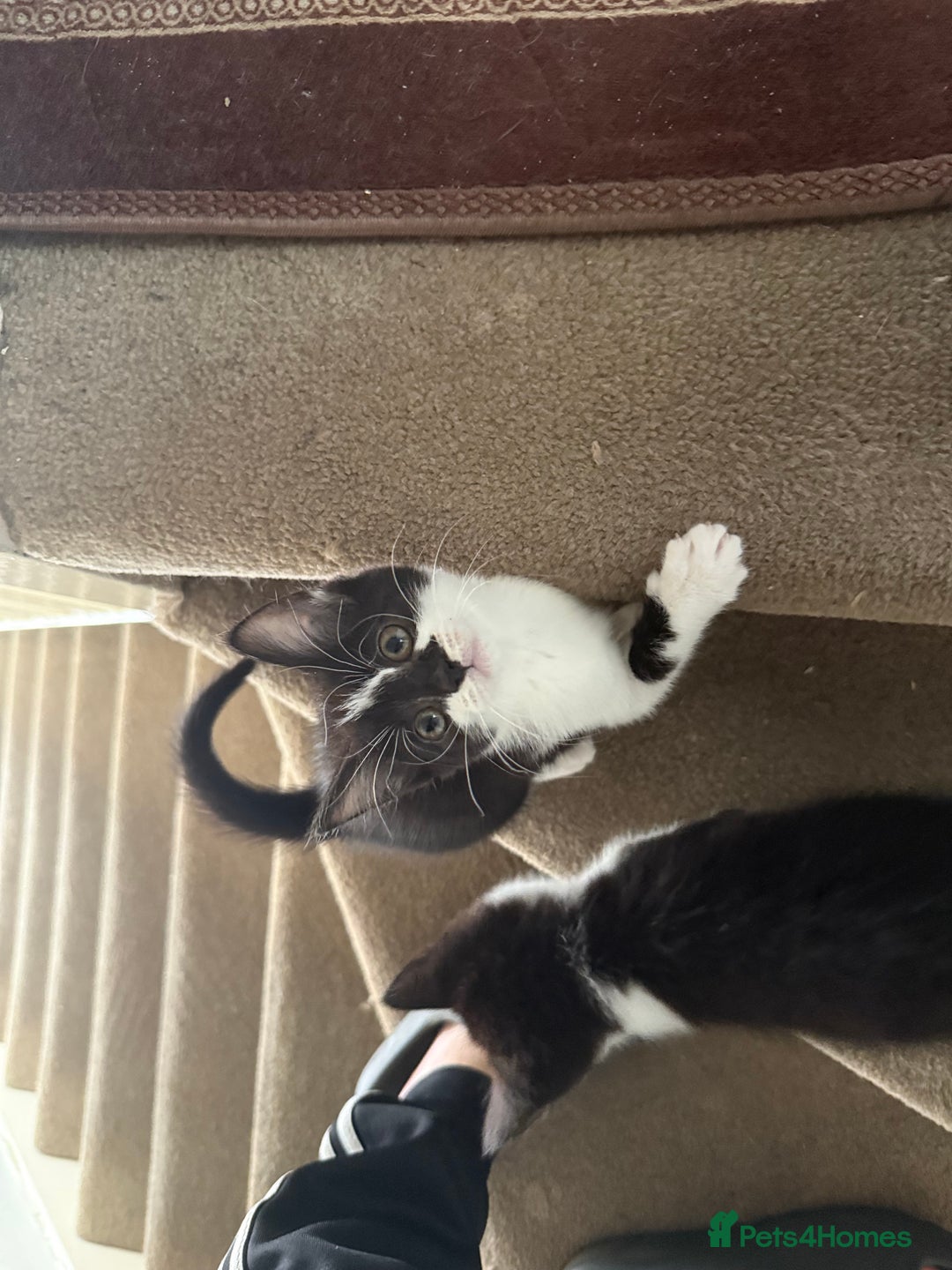 Mixed Breed cats for sale: Adorable mixed kittens - £20-50  - Image 3