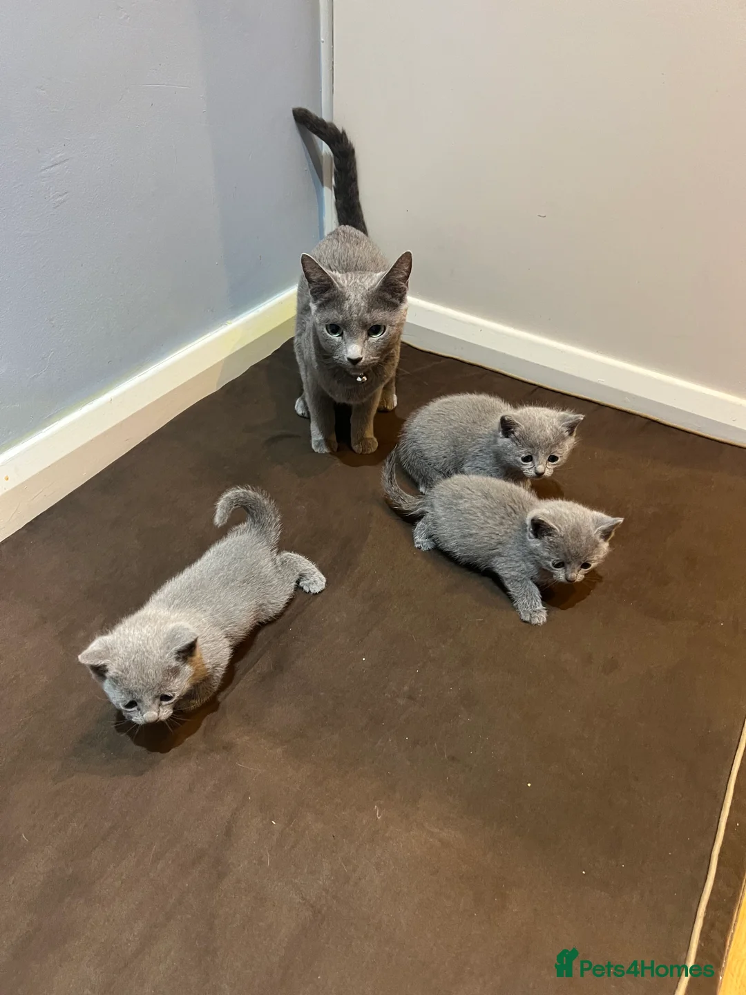 Russian Blue cats for sale: Adorable Russian blue kitten champion bloodline - Advert 3