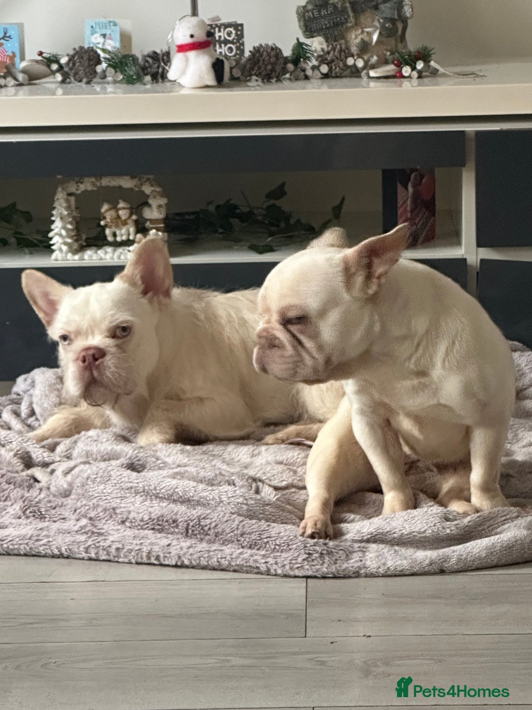 French Bulldog dogs for sale: Male fluffy French bulldog  - Advert 2