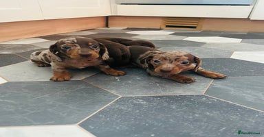 Dachshund dogs - Advert 7
