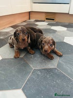 Dachshund dogs - Advert 6
