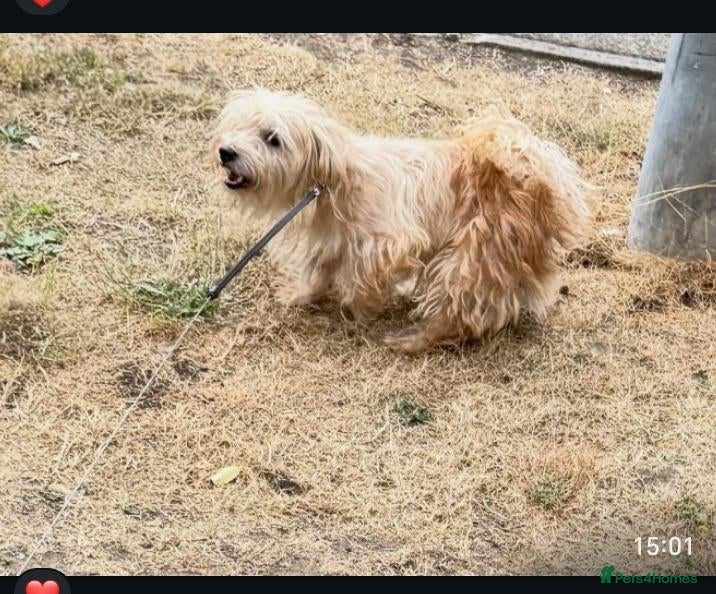 Mixed Breed dogs Looking for. Loving home - Advert 1