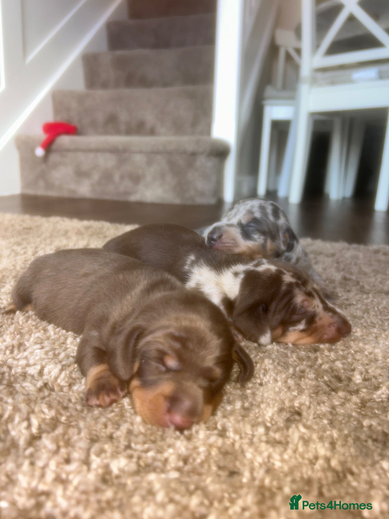 Miniature Dachshund dogs True miniature dachshunds  - Advert 6