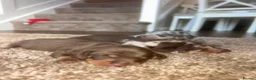 Miniature Dachshund dogs for sale: True miniature dachshunds  - Advert 8