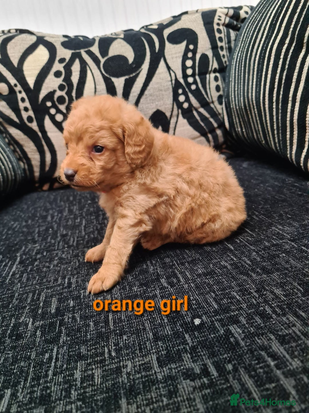 Labradoodle dogs for sale: F1 beautiful labradoodles  - Image 13