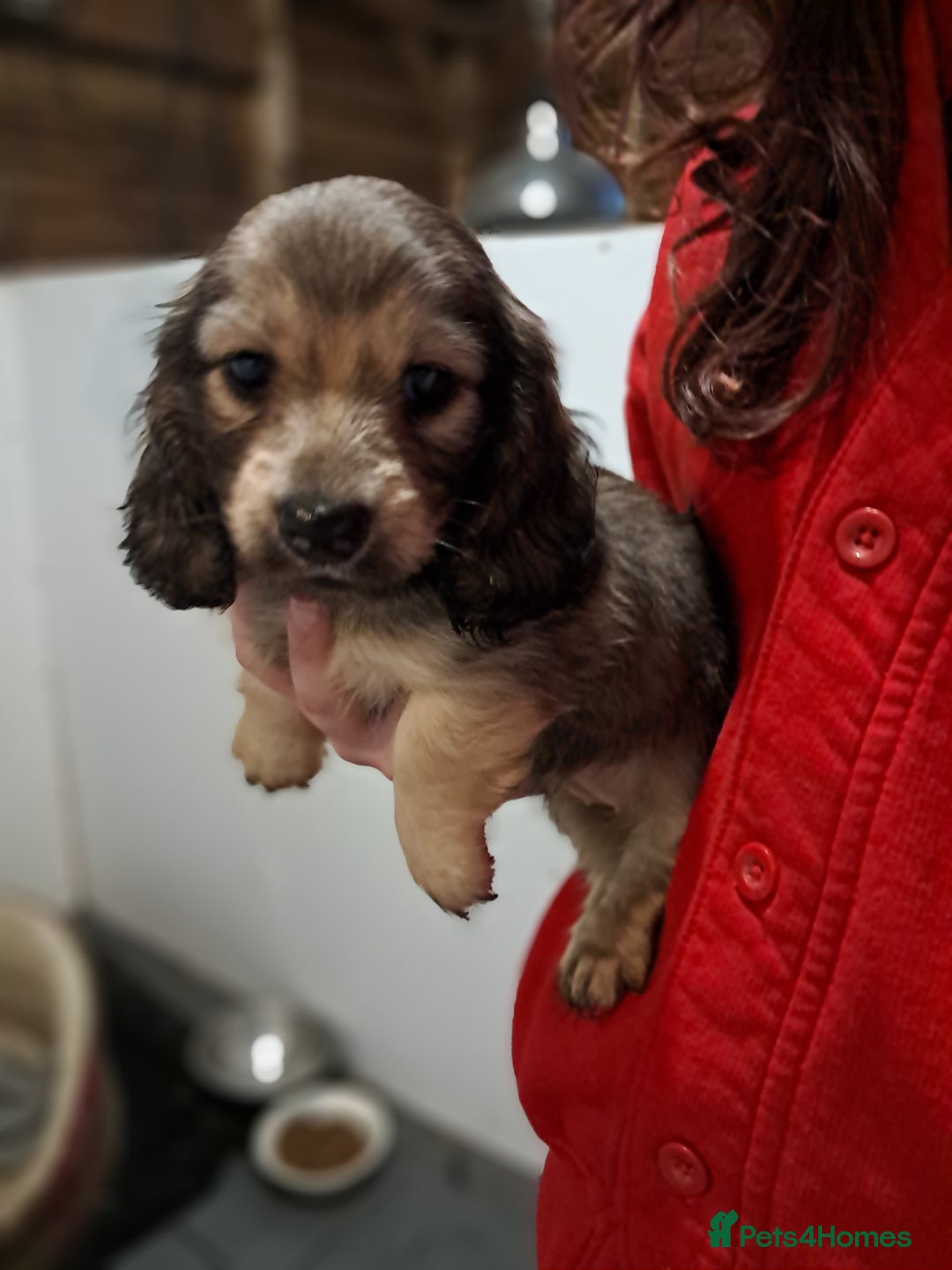 Miniature Dachshund dogs for sale: Minature long haired daschunds  - Advert 1