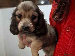 Miniature Dachshund dogs Minature long haired daschunds - Advert 10