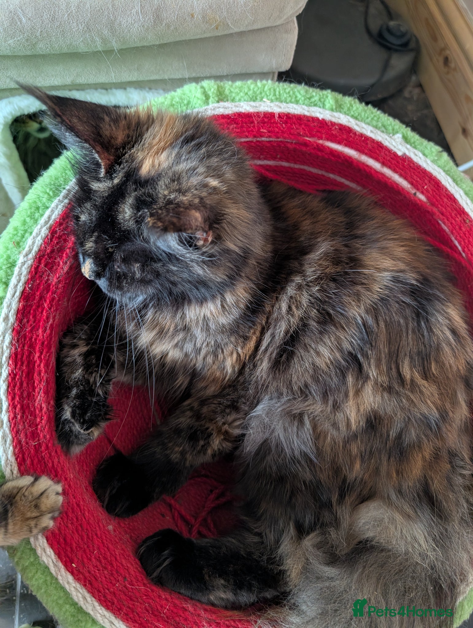 Maine Coon cats for sale: Hope stunning calico girl - Advert 5