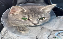 Mixed Breed cats for sale: 2 playful young cats (brother & sister) - Image 1