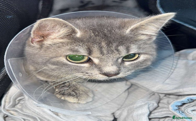 Mixed Breed cats - Advert 6