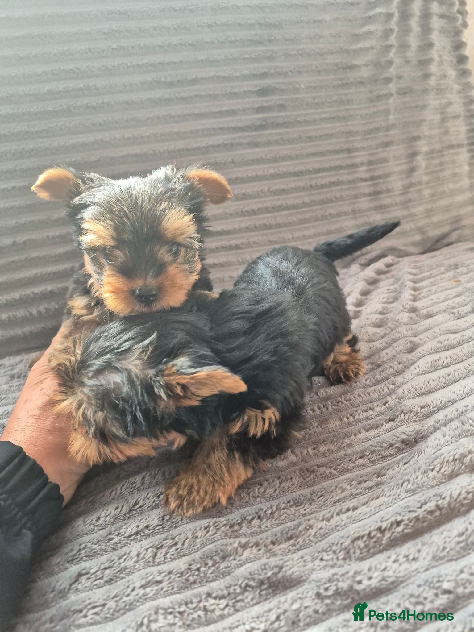 Yorkshire Terrier dogs Two female Yorkshire terrier dogs for sale  - Advert 1