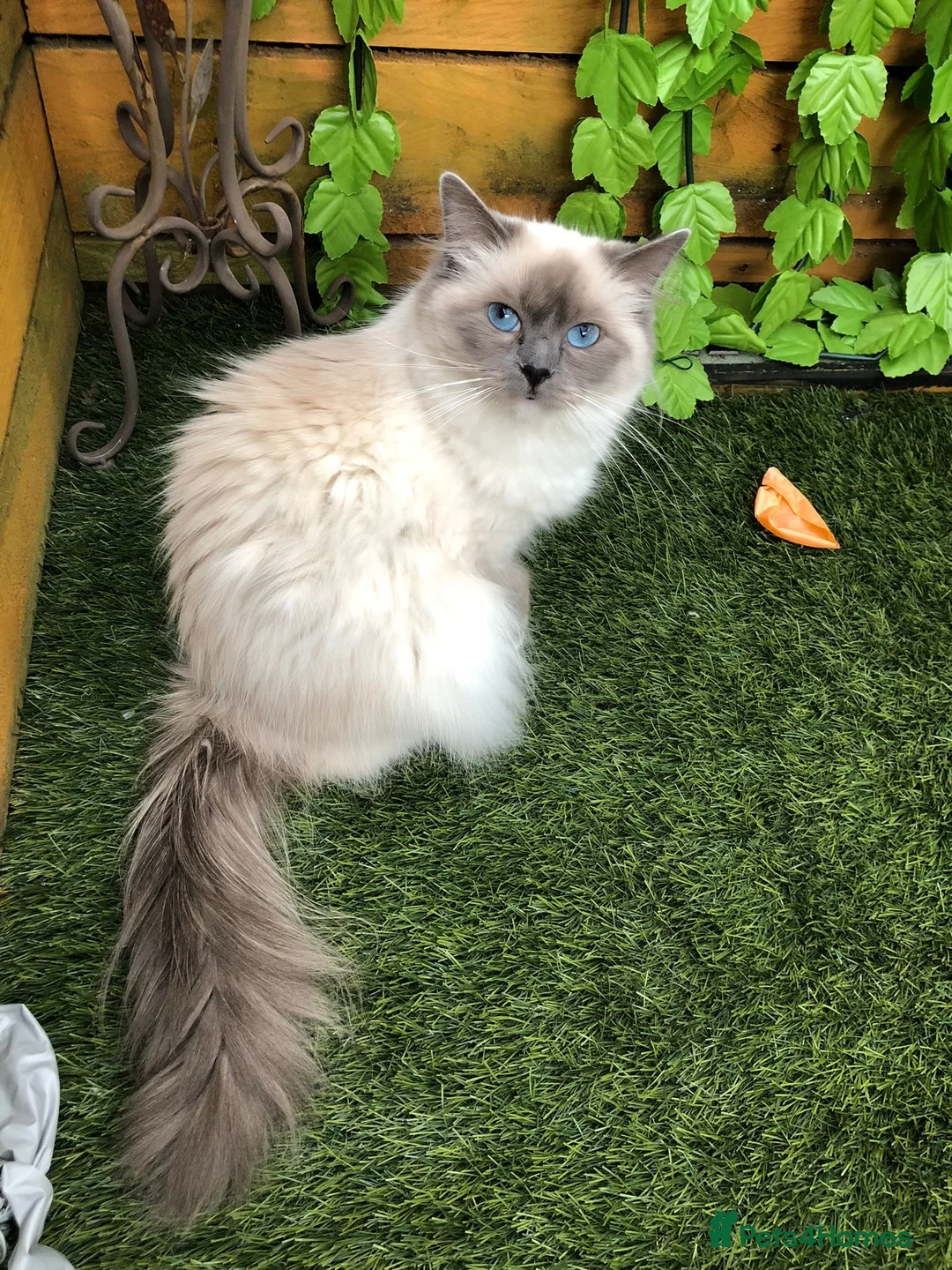Ragdoll cats for sale: Mum and daughter  in Liverpool - Advert 1