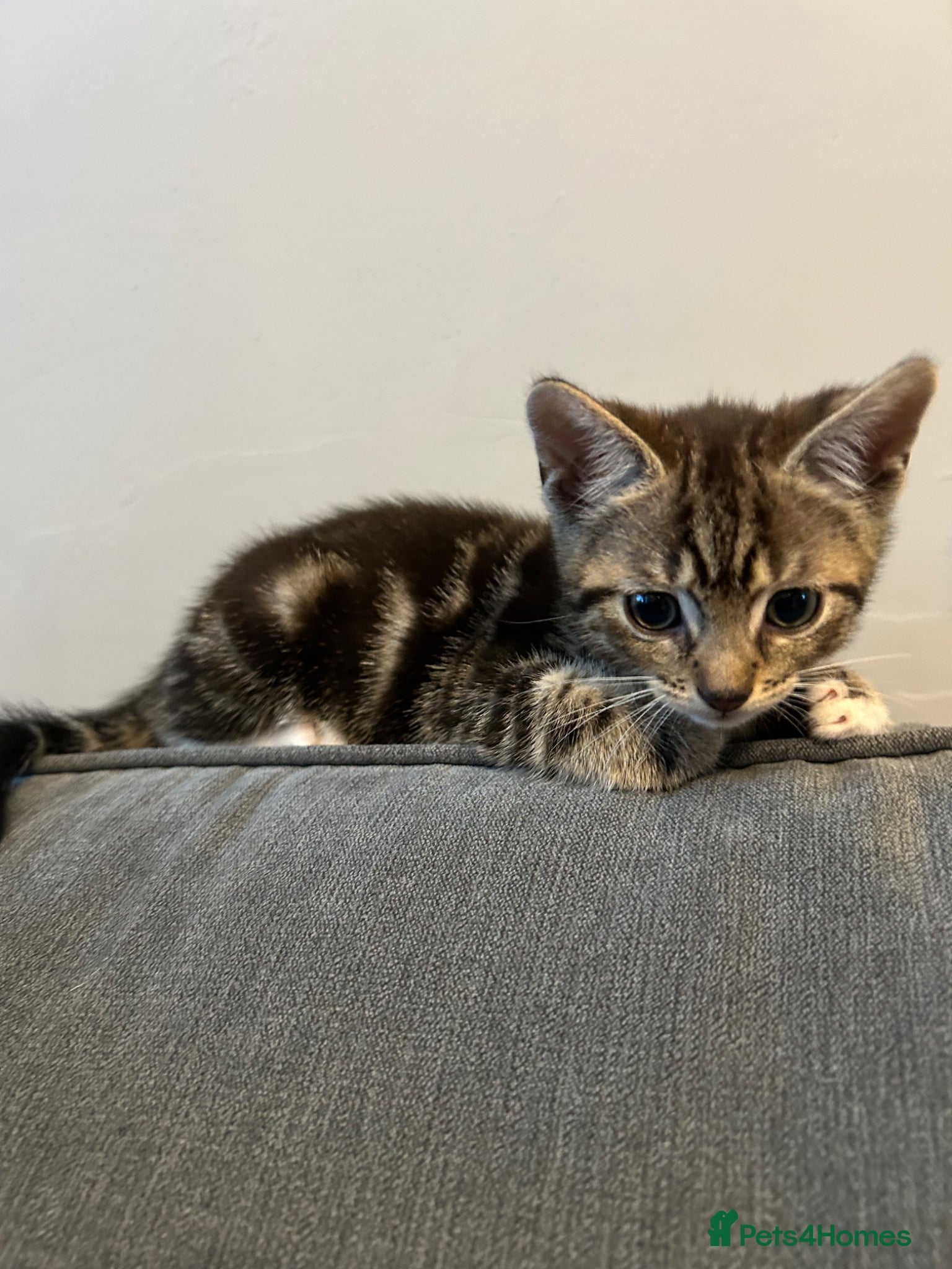 Abyssinian cats 🚨3 Gorgeous Abyssinian Cross needing homes🚨 - Advert 1