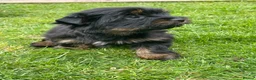 Yorkshire Terrier dogs for sale: York Terrier ,Black Tan - Advert 12