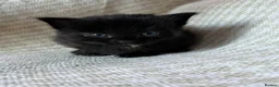 Mixed Breed cats for sale: Beautiful Kittens For Sale  - Advert 6