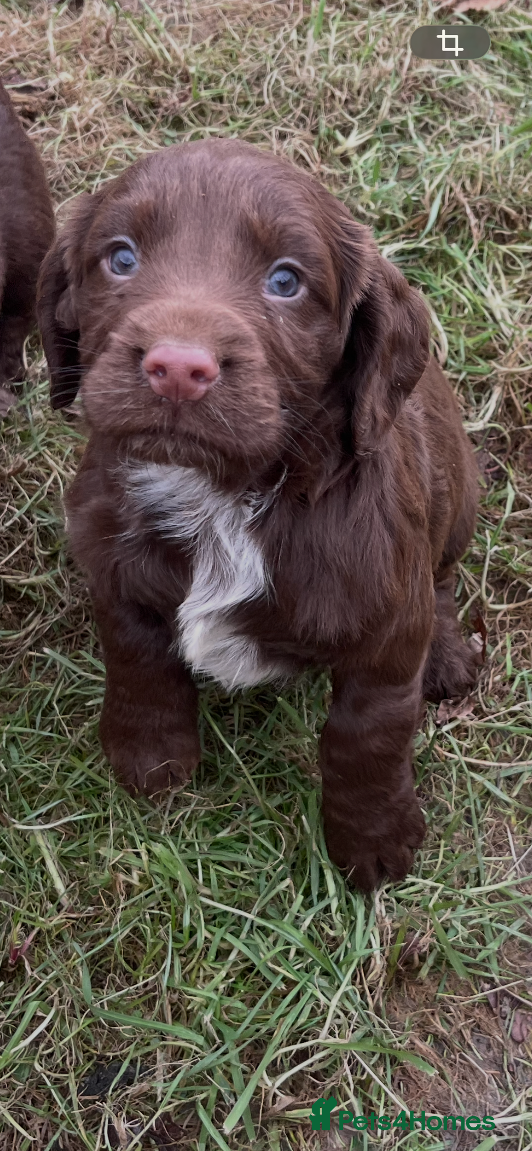 Cocker Spaniel dogs for sale: Beautiful Cockerspaniel Puppies for sale🐶 - Advert 13