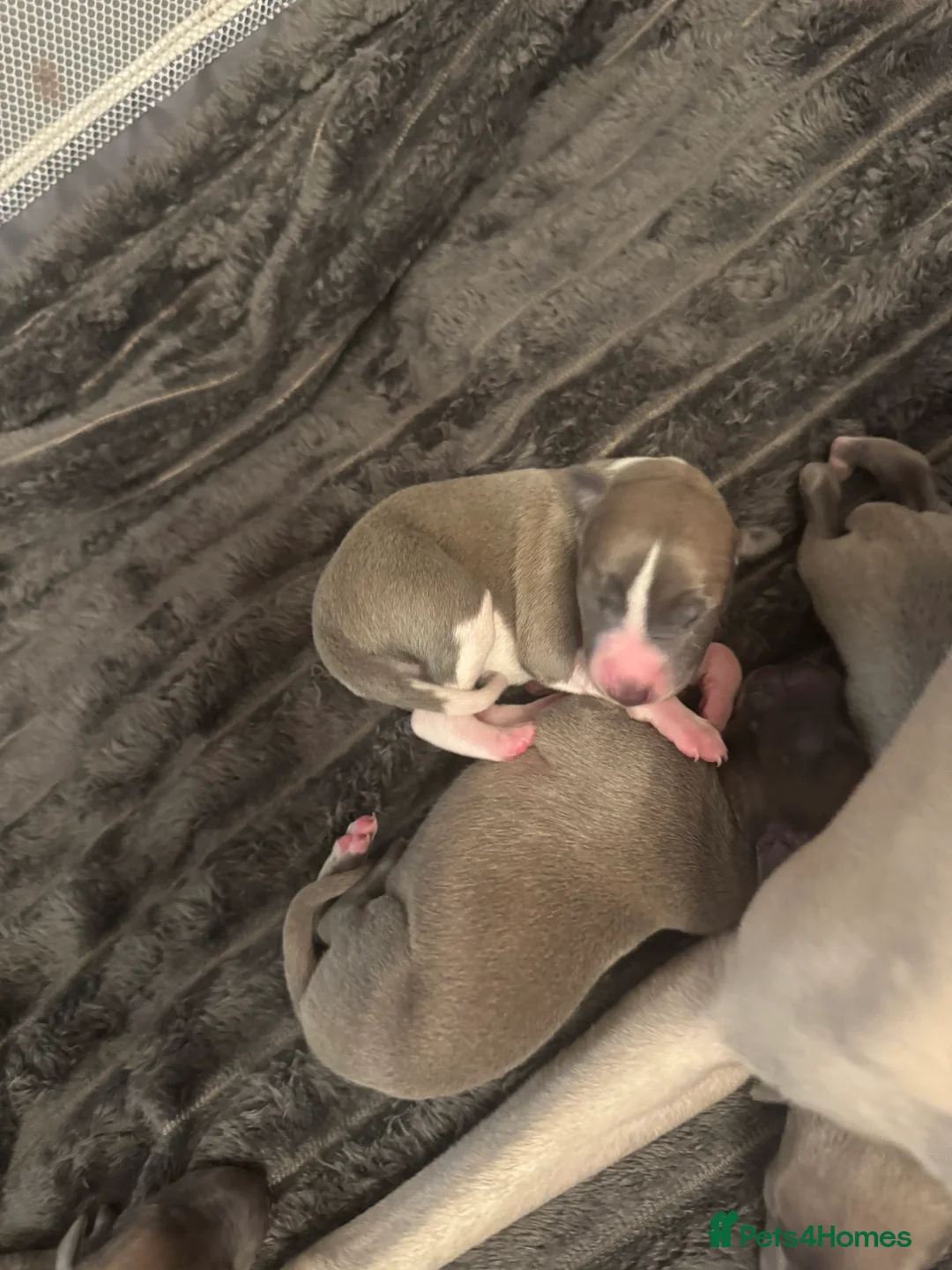 Whippet dogs for sale: KC Reg Rare Blue/Fawn whippets - Advert 9