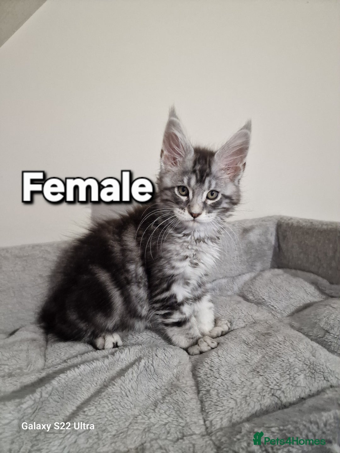Maine Coon cats for sale: 💥Pure Maine coon😻 - Advert 16